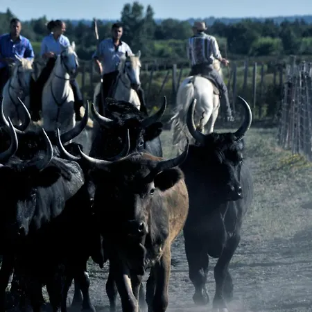 La Mimosette Joli 1 Confort Proche De La Le Grau-du-Roi